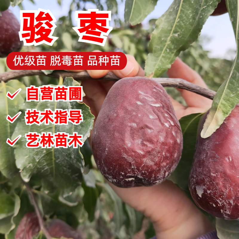 嫁接骏枣树苗大红枣特大新疆和田玉枣苗南方北方庭院盆栽地栽活苗