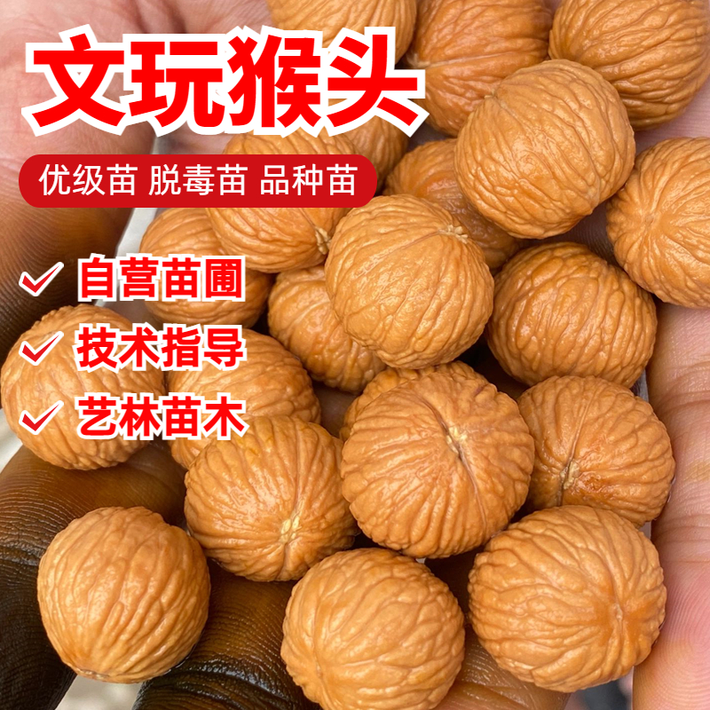 正圆猴头核桃树苗土豪凤羽南瓜金丝猴头核桃苗南北方种植当年结果