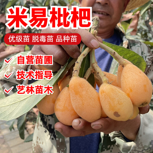 米易嫁接枇杷苗甜味浓厚
