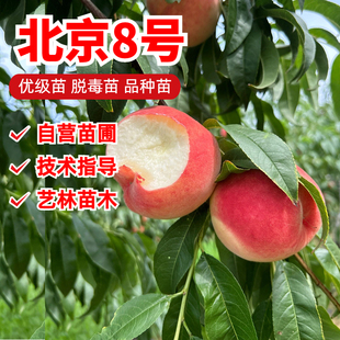北京8号桃树苗嫁接平谷大桃脆甜水蜜桃红桃树苗南方北方盆栽地栽