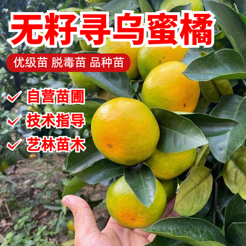 无籽寻乌蜜桔树苗嫁接青皮甜橘子树苗南北方种植当年结果盆栽地栽