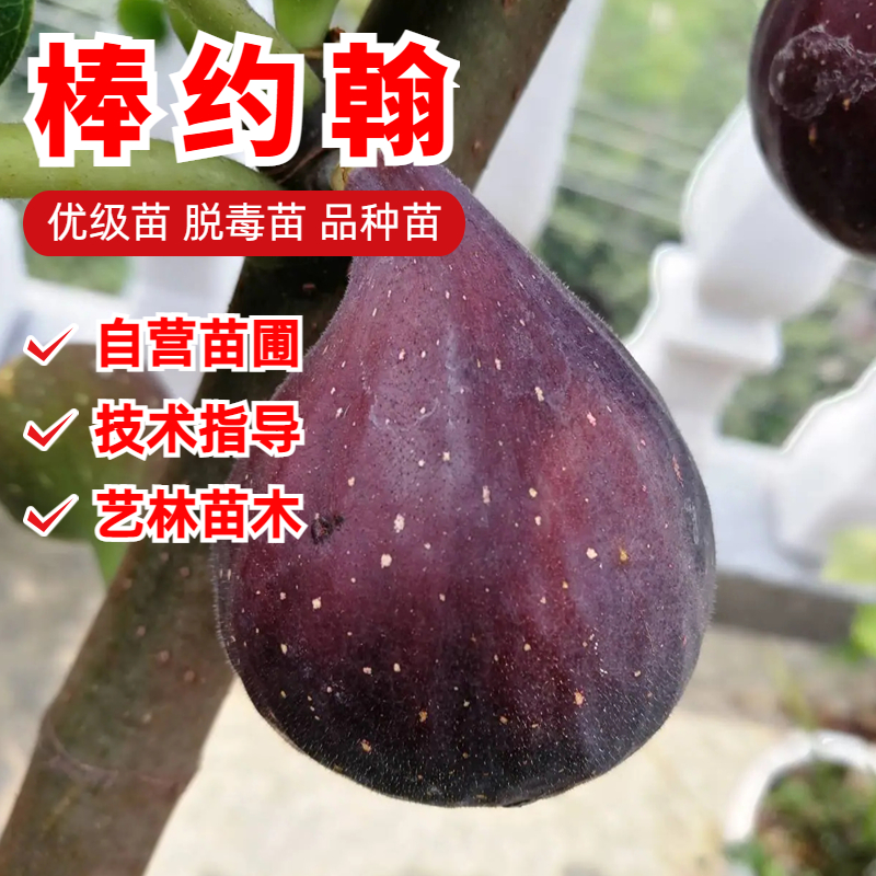 棒约翰无花果树苗盆栽地栽