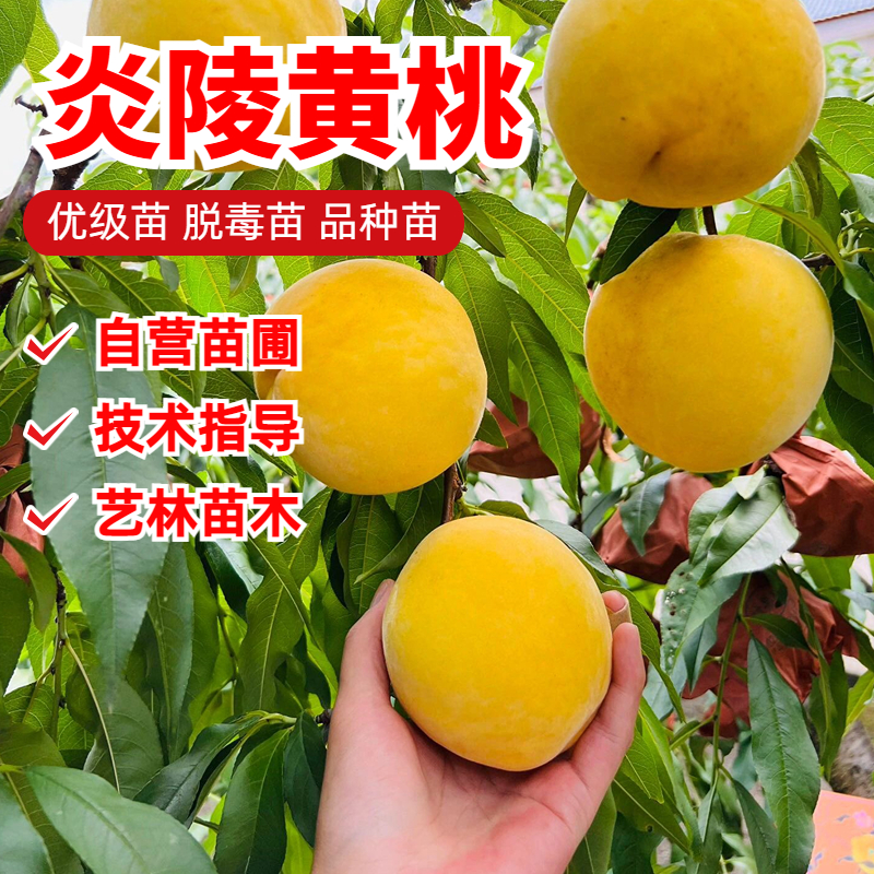 炎陵黄桃树苗7-8月成熟
