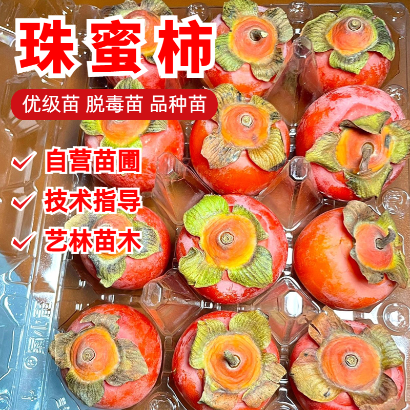 珍珠蜜柿柿子树苗嫁接10月成熟