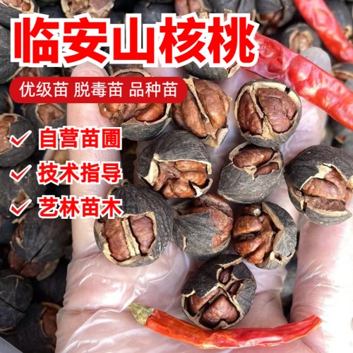 临安山核桃树苗9月成熟