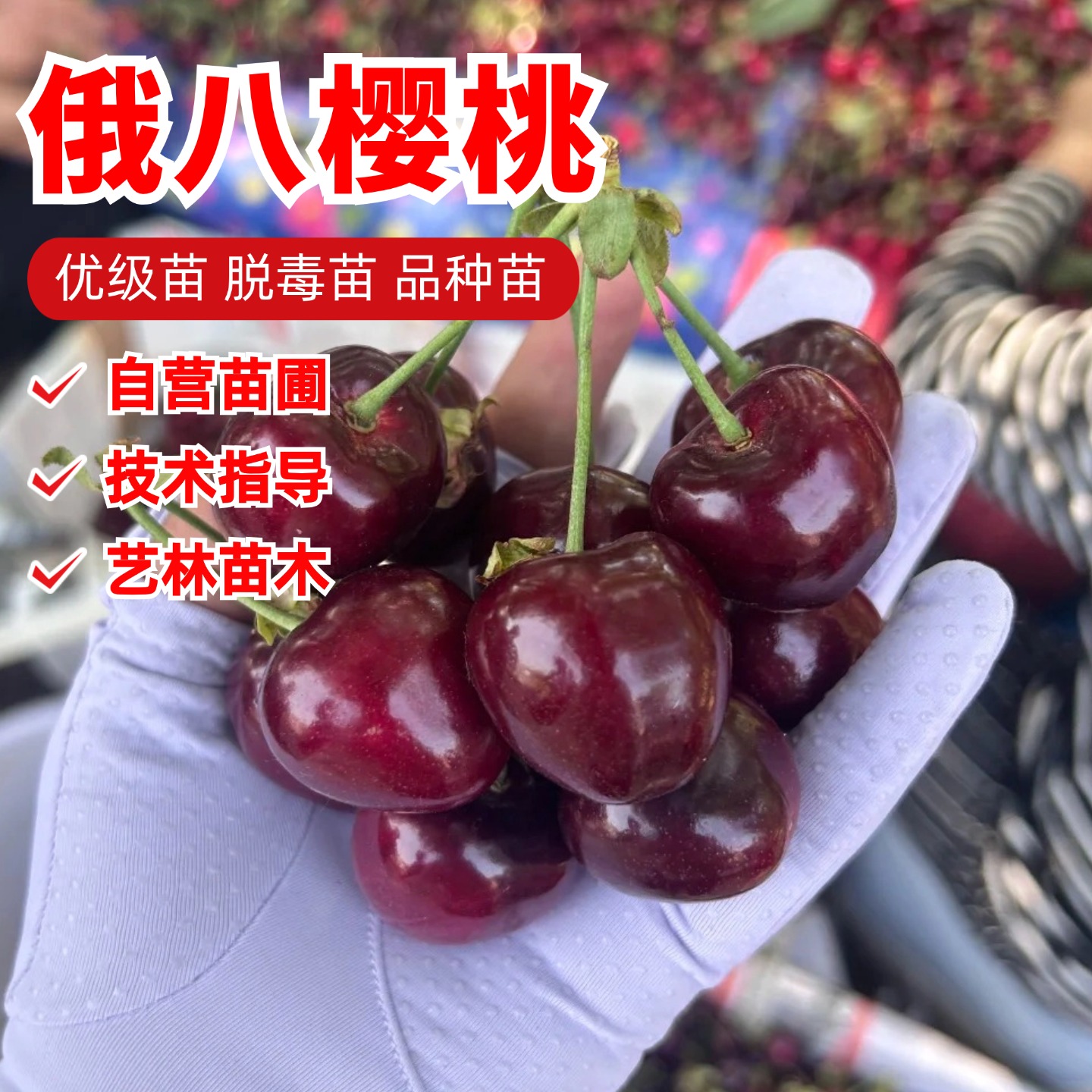 耐寒冻俄罗斯8号大樱桃苗嫁接矮化樱桃树苗车厘子树苗南北方种植