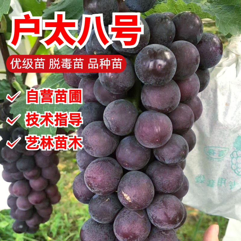 户太8号葡萄树苗嫁接南方北方种植耐寒爬藤庭院盆栽地栽当年结果
