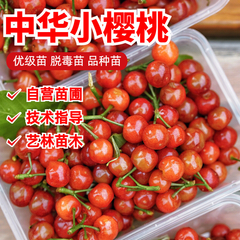 老品种本地土樱桃树苗中华小樱桃苗甜盆栽地栽北南方种植果树果苗