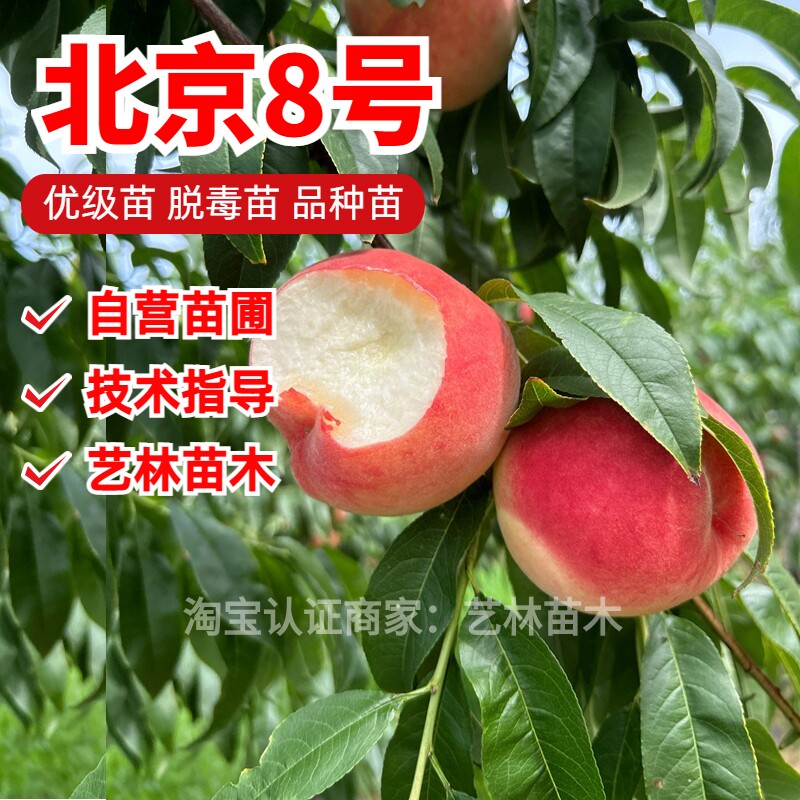 北京8号桃树苗嫁接平谷大桃脆甜水蜜桃红桃树苗南方北方盆栽地栽