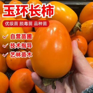 嫁接牛奶柿树苗软甜玉环长柿红彤柿子苗盆地栽南北方种植当年结果