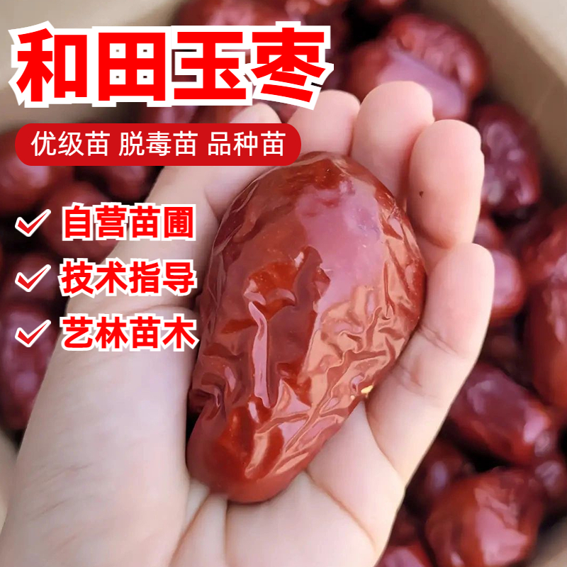 和田玉枣枣树苗嫁接大红枣脆甜枣树活苗北南方种植盆地栽当年挂果