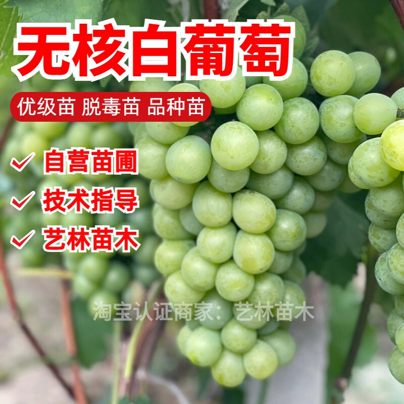 嫁接无核白葡萄苗无籽露小蜜蜂葡萄树苗盆栽阳台爬藤地栽果树耐寒