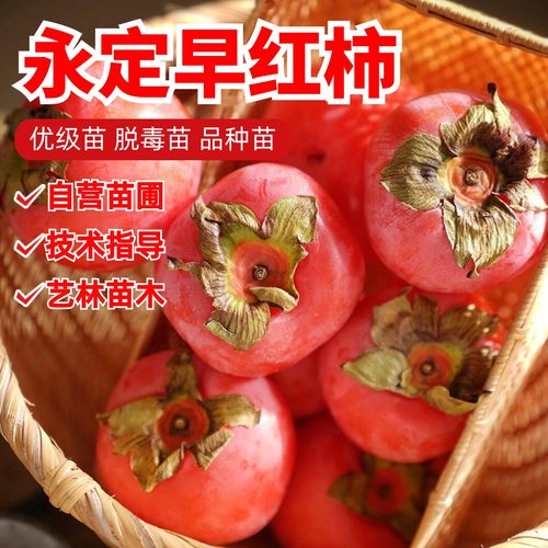 永定早红柿子树苗嫁接无核软甜方柿吊红柿子苗南北方种植当年结果