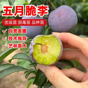五月李子树苗嫁接特大晚熟脱骨青脆李子果树苗南北方种凤凰李树苗