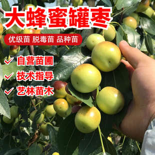 大甜枣树苗 蜂蜜罐枣苗 细脆味甜 嫁接枣树苗 南方北方种植果树苗