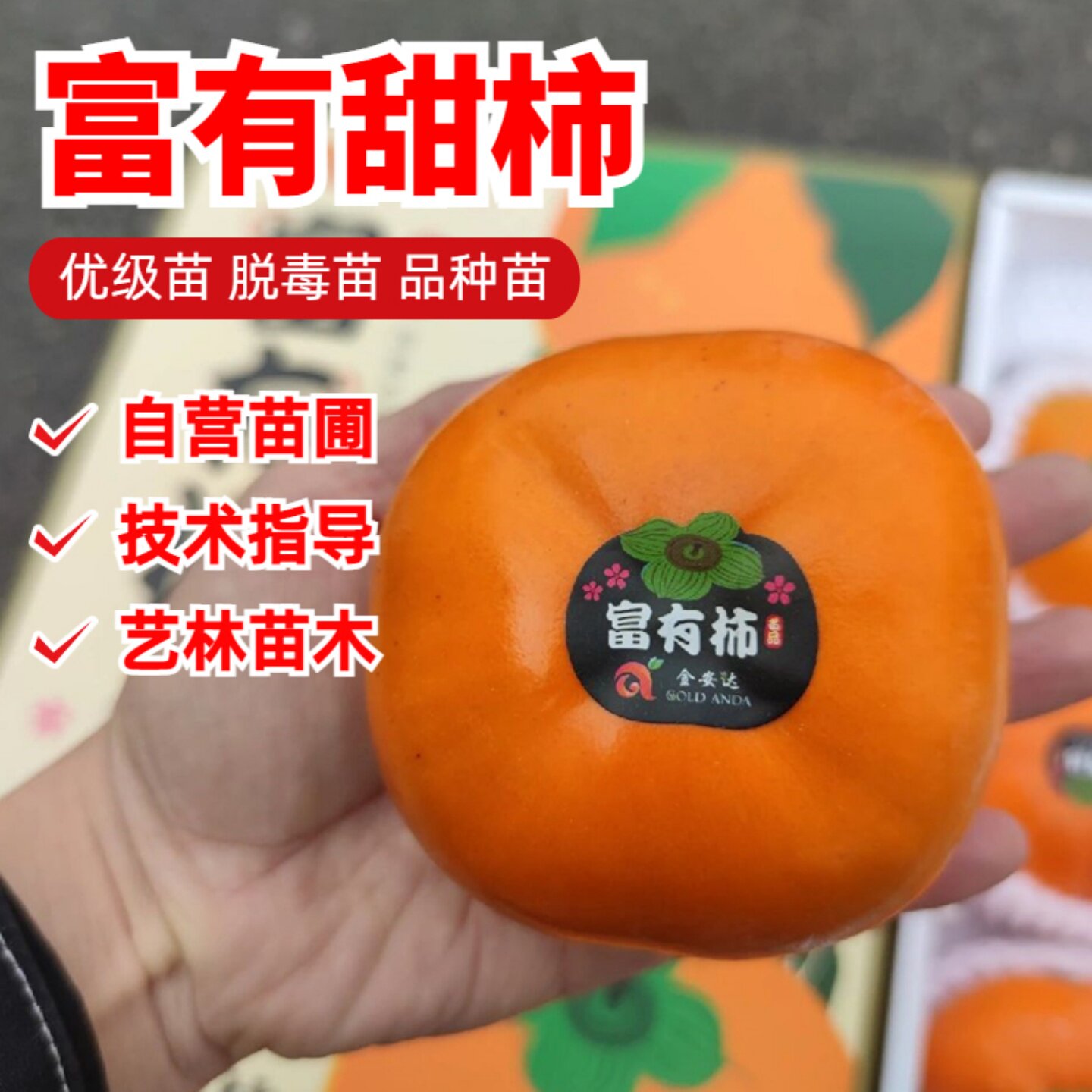 富有甜柿树苗南北方庭院阳台地栽特大果树盆栽嫁接水果脆柿子树苗