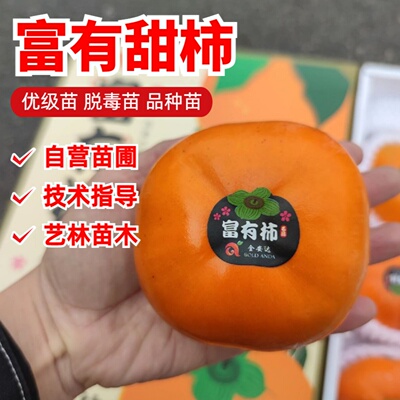 富有甜柿树苗南北方庭院阳台地栽特大果树盆栽嫁接水果脆柿子树苗