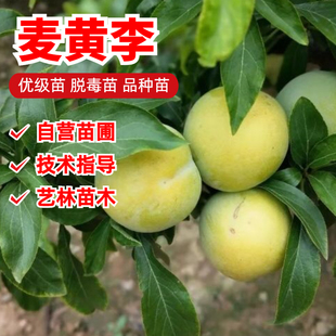 嫁接麦黄李树苗老品种脱骨黄金李子苗南方北方庭院盆栽地栽果树苗