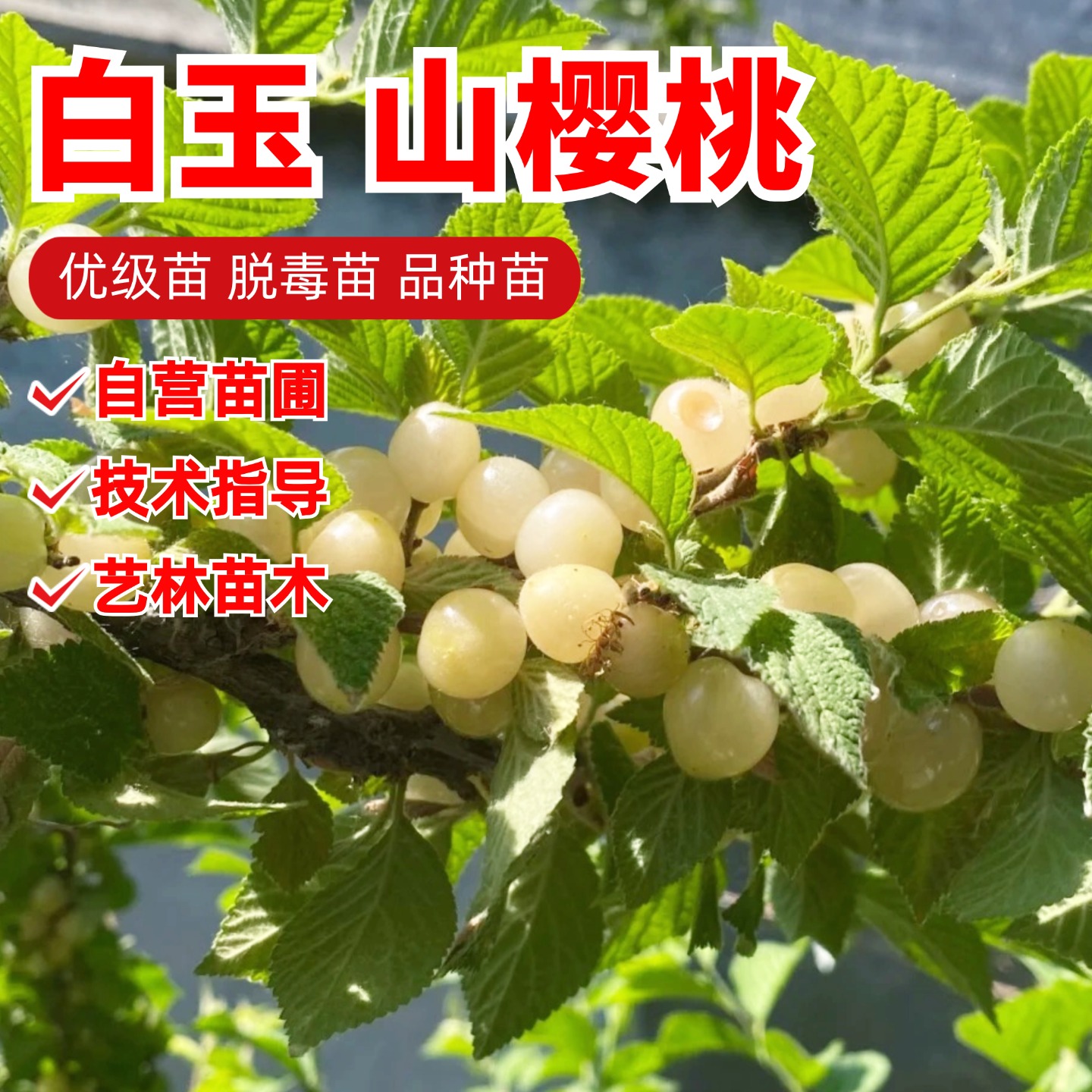 东北山樱桃苗白玉樱桃树苗耐寒抗冻毛樱桃小樱桃果树苗盆栽地栽