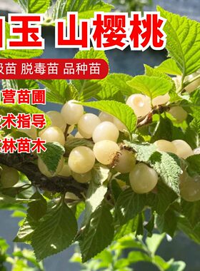 东北山樱桃苗白玉樱桃树苗耐寒抗冻毛樱桃小樱桃果树苗盆栽地栽