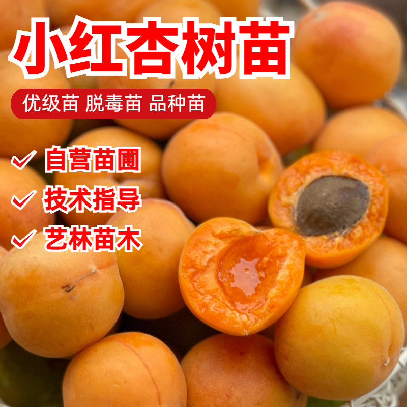 杏树苗新疆小红杏苗嫁接南方北方种植庭院地栽盆栽果树苗当年结果