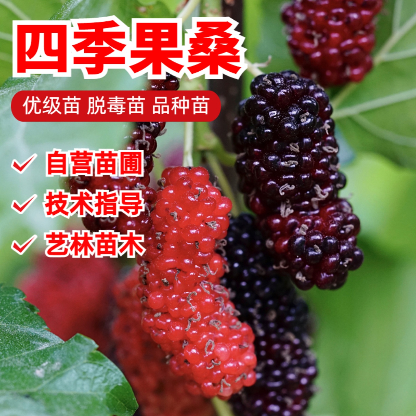 四季结果耐寒中国黑桑苗果桑苗盆栽地栽抗冻桑葚树苗南方北方种植