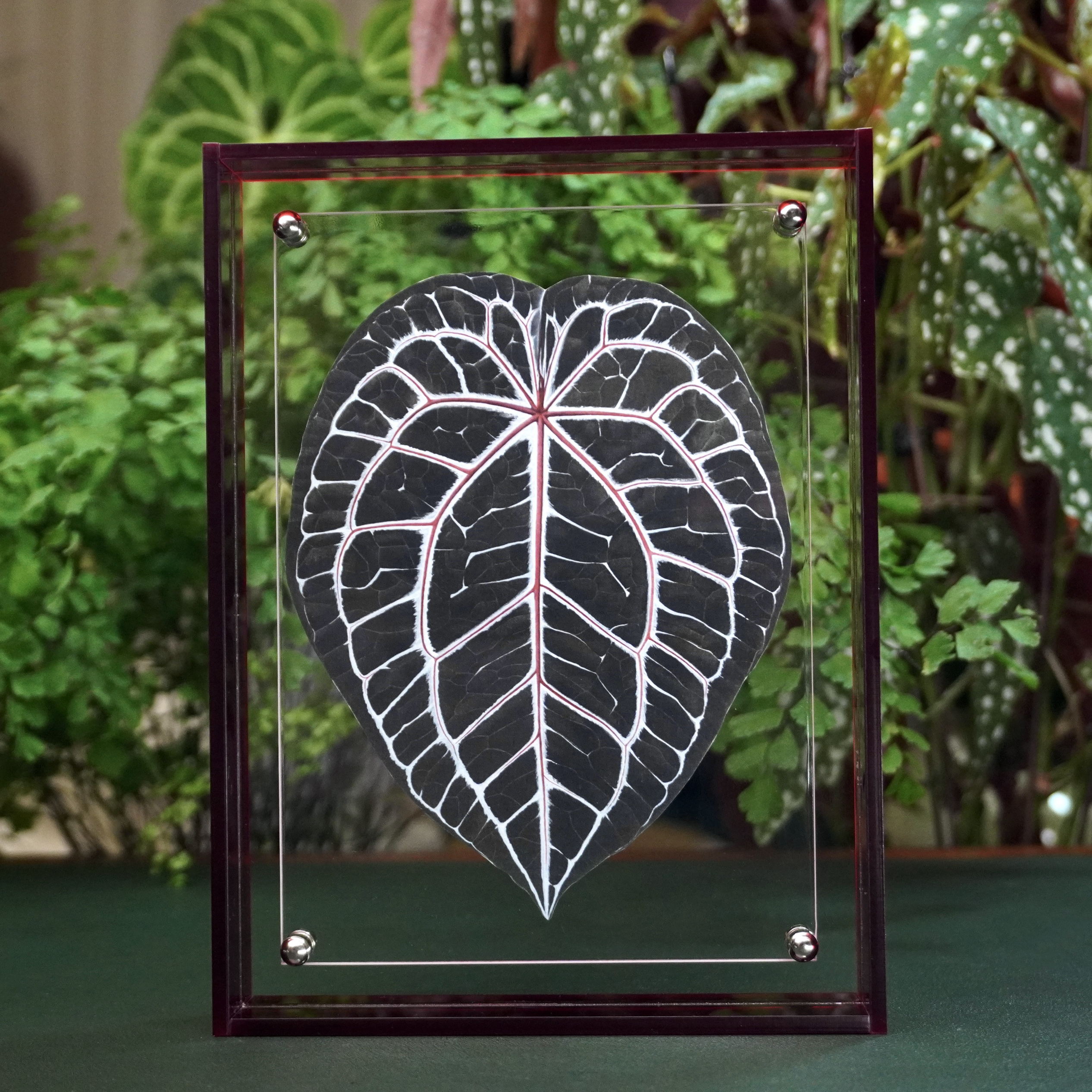 Neeko妮妮 手绘红水晶花烛植物画|艺术微喷