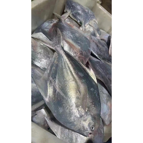 新鲜海捕鲳鱼速冻发货
