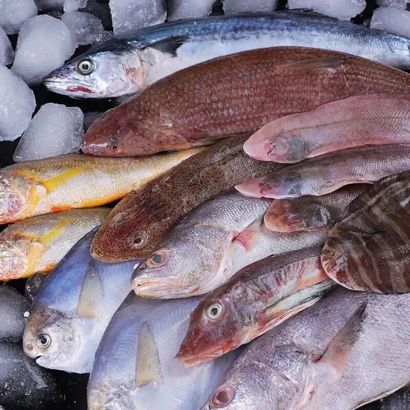 新鲜海捕杂鱼现场混搭鲜活速冻淡水鱼类