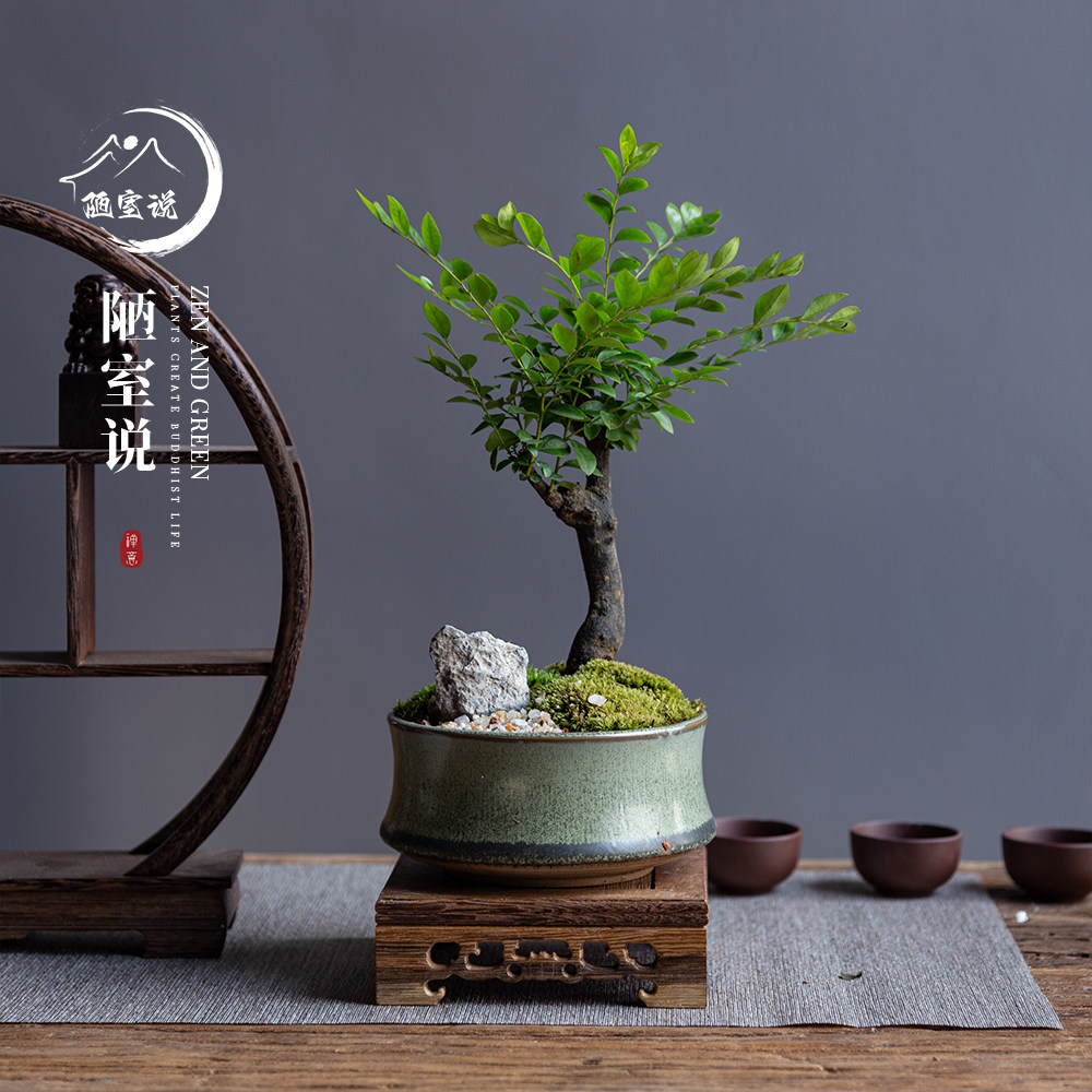 陋室说 |小叶紫檀盆栽室内花卉造型景观盆景植物桌面茶几绿植老桩
