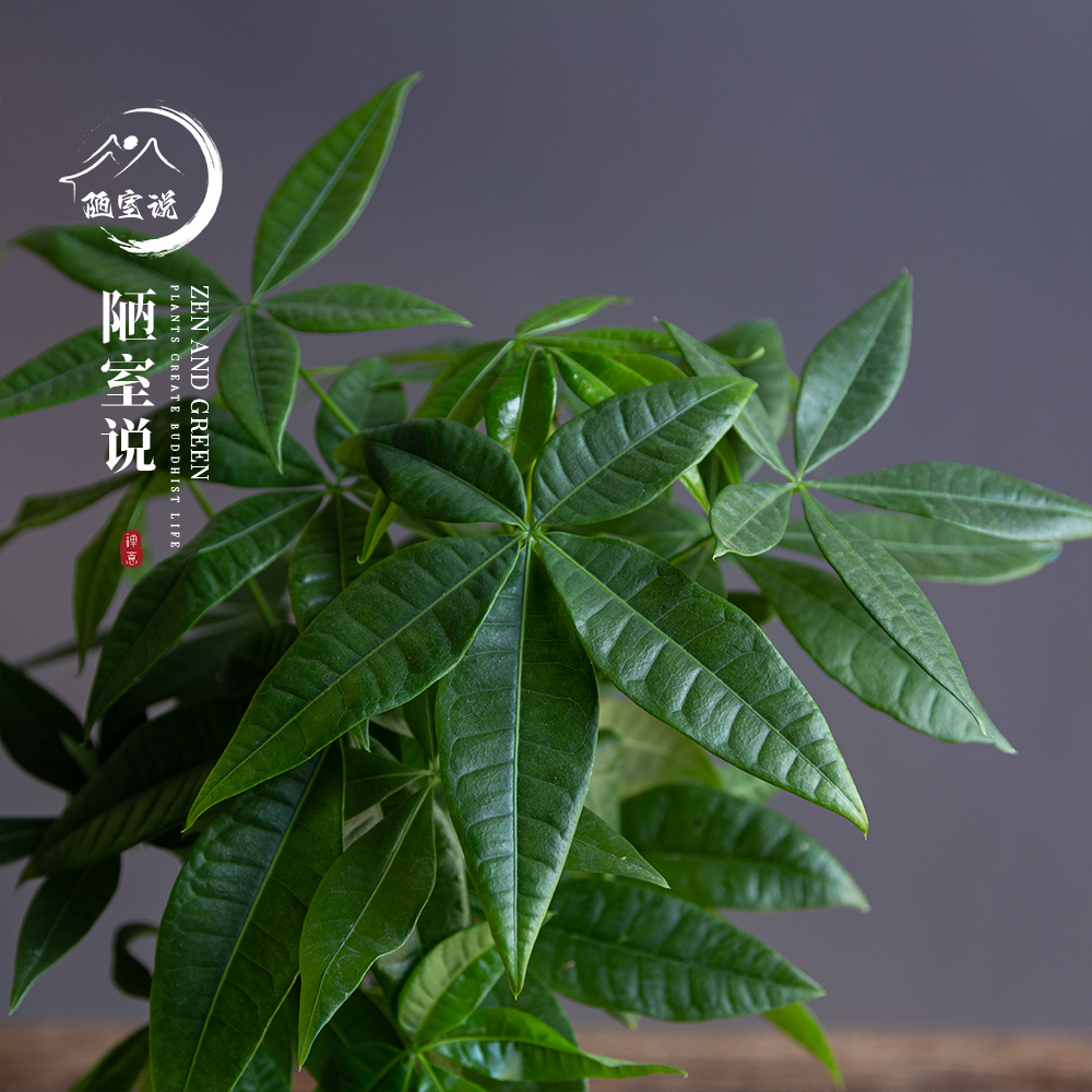 陋室说|奇趣发财树造型盆景景观植物桌面室内盆栽禅意茶几摆件花