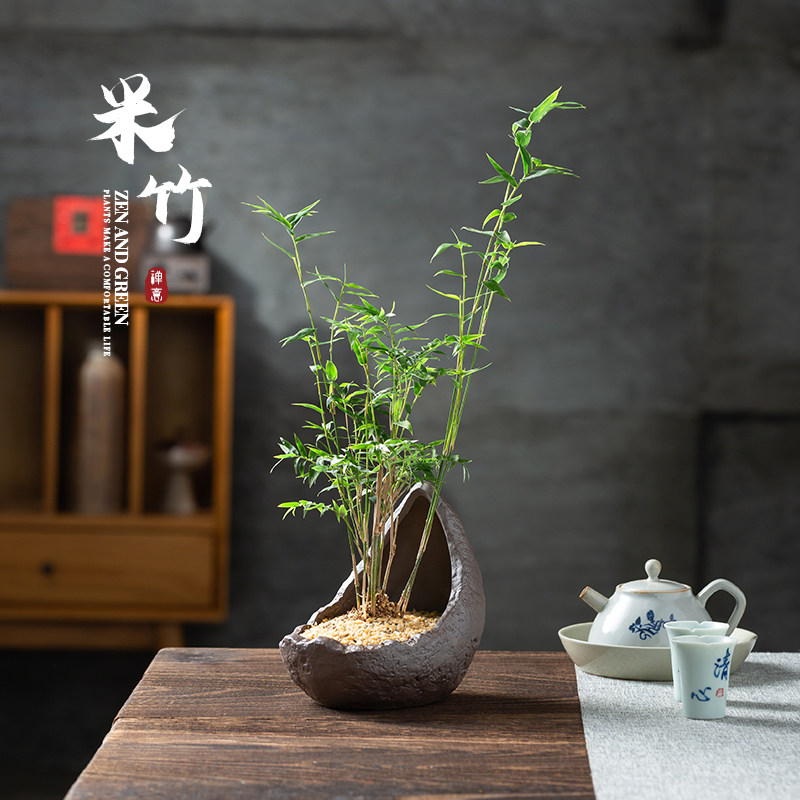 米竹室内盆栽小型凤尾竹桌面摆件盆景禅意竹子绿植花卉植物好养活