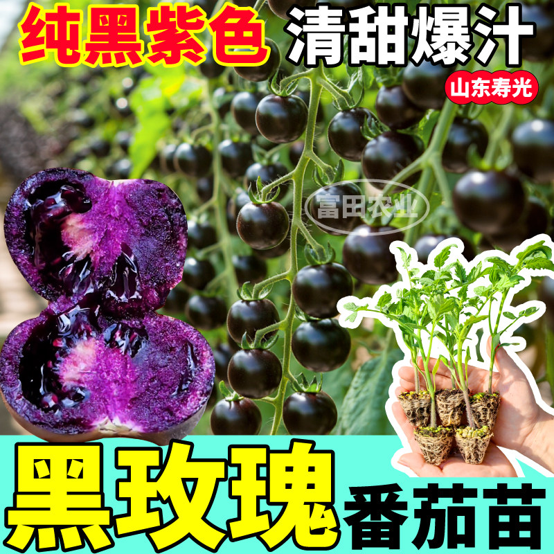 寿光黑玫瑰番茄苗秧清甜爆汁四季高产串收黑紫色番茄种子阳台盆栽