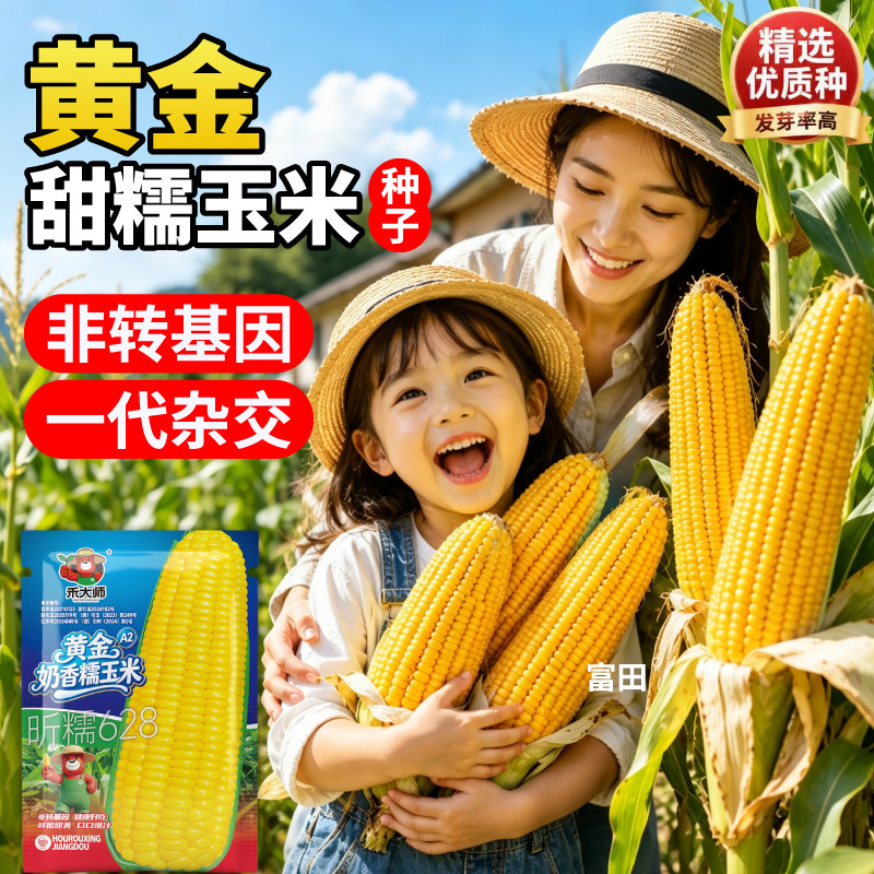 正宗黄甜糯玉米种子高产黄黑彩白黏棒子一代杂交种籽大田春秋播