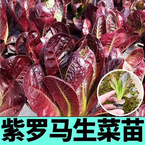紫罗马意大利生菜苗秧种子带土球紫皱咖啡香麦菜春秋四季阳台盆栽