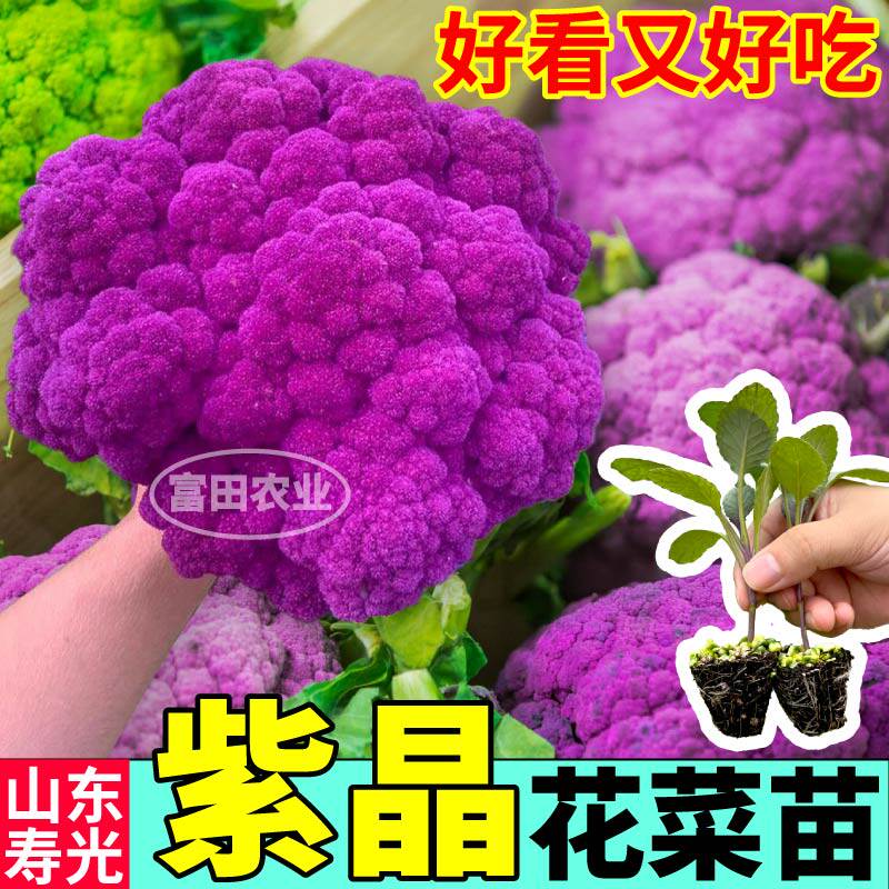 紫晶花菜苗秧四季盆栽可食用花菜种子紫白花菜西兰花阳台大田蔬菜