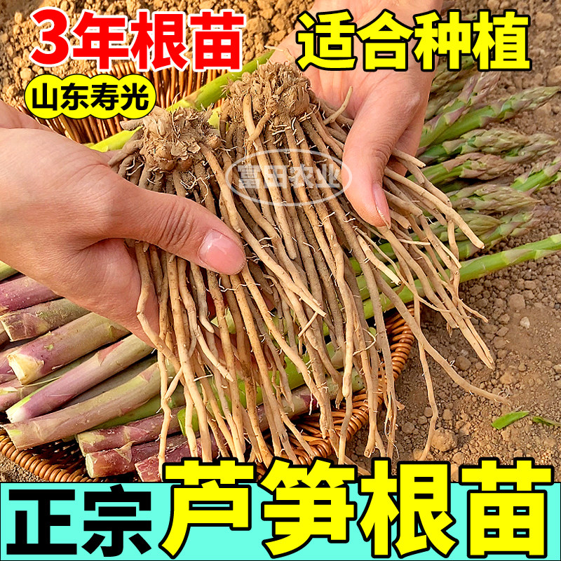 芦笋苗紫绿色芦笋根苗四季种植新鲜蔬菜小院阳台食用多年生当年采
