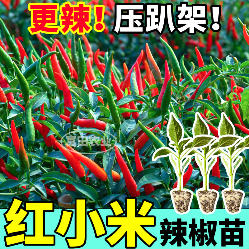 压趴架红小米辣椒苗秧更辣白红小米辣种子带土球阳台盆栽