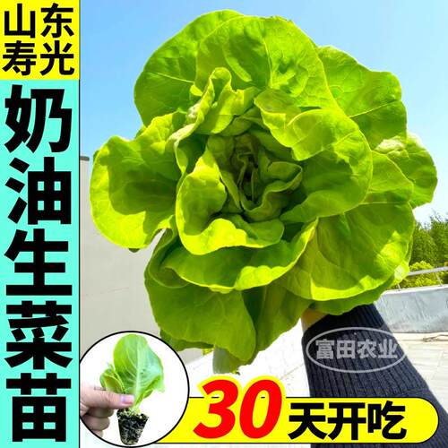 四季甜脆奶油生菜苗秧意大利大速结球紫直立生菜种子易种阳台盆栽