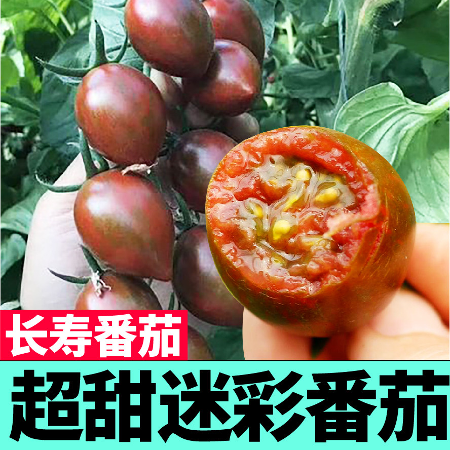 超甜迷彩小樱桃番茄苗秧种子籽紫玉圣女果西红柿春秋四季阳台盆栽