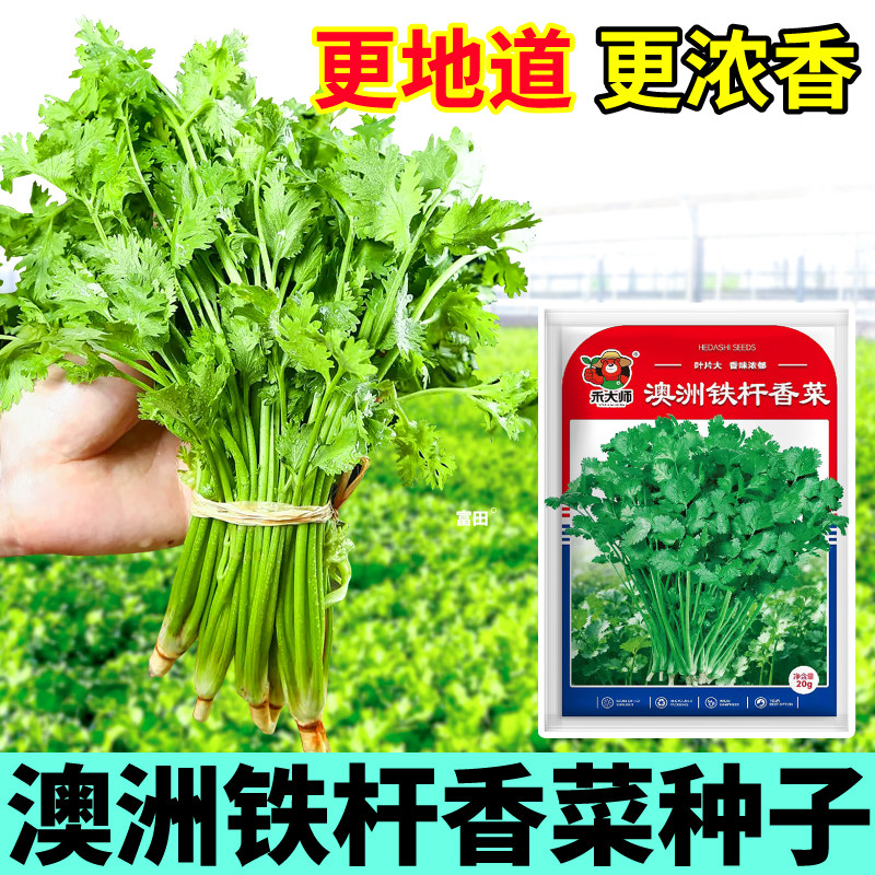 澳洲铁杆香菜种子芫荽绿宝石铁杆香菜蔬菜种籽阳台小院盆栽农家