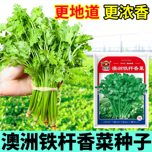 澳洲铁杆香菜种子芫荽绿宝石铁杆香菜蔬菜种籽阳台小院盆栽农家