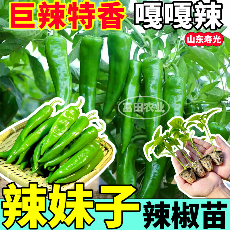 寿光辣妹子辣椒苗秧四季高产甜椒红小米七彩辣椒种子带土阳台盆栽