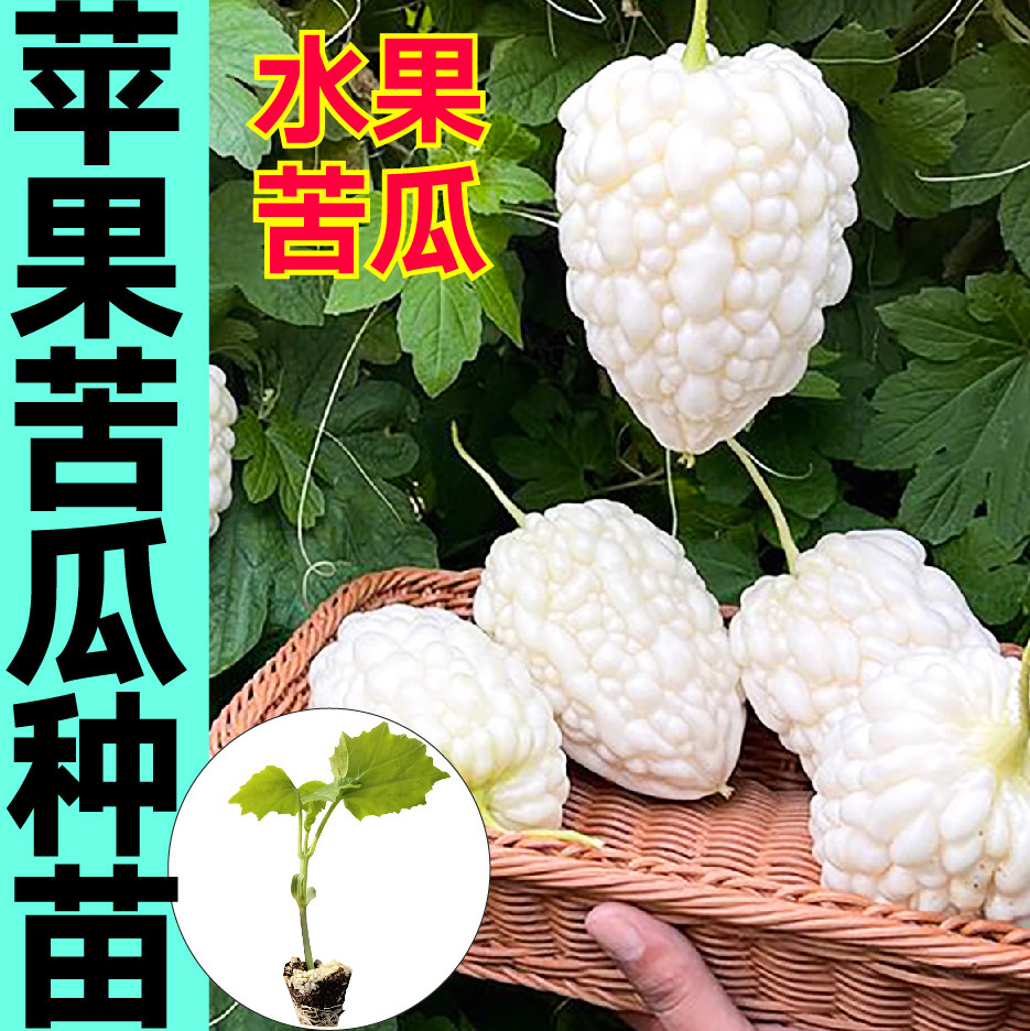 寿光正宗苹果苦瓜种子苹果水果珍珠特大白玉苦瓜苗秧带土球蔬菜苗