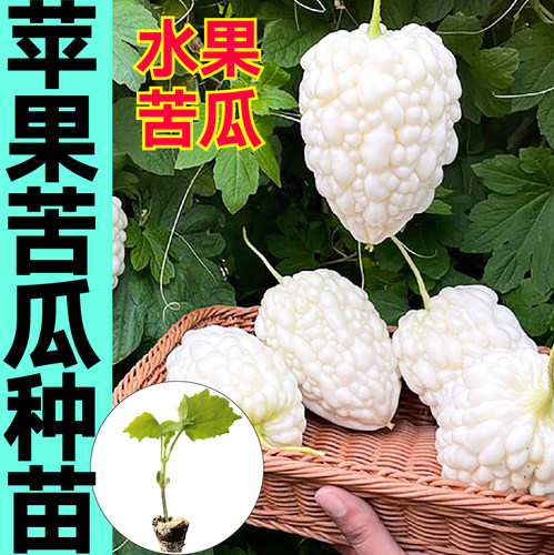 寿光正宗苹果苦瓜种子苹果水果珍珠特大白玉苦瓜苗秧带土球蔬菜苗