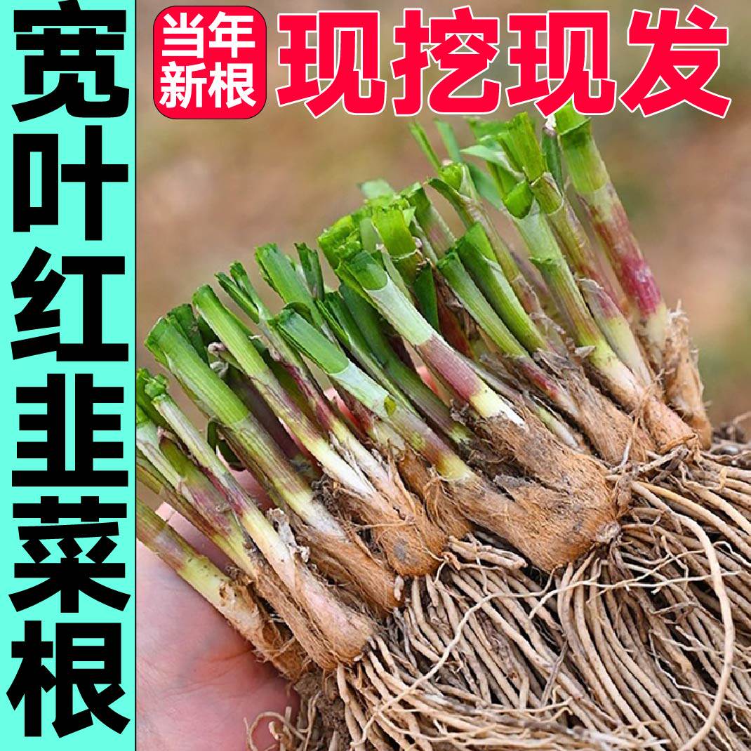 山东寿光宽叶红韭菜根独根红韭菜种子四季盆栽阳台小香韭菜苗秧