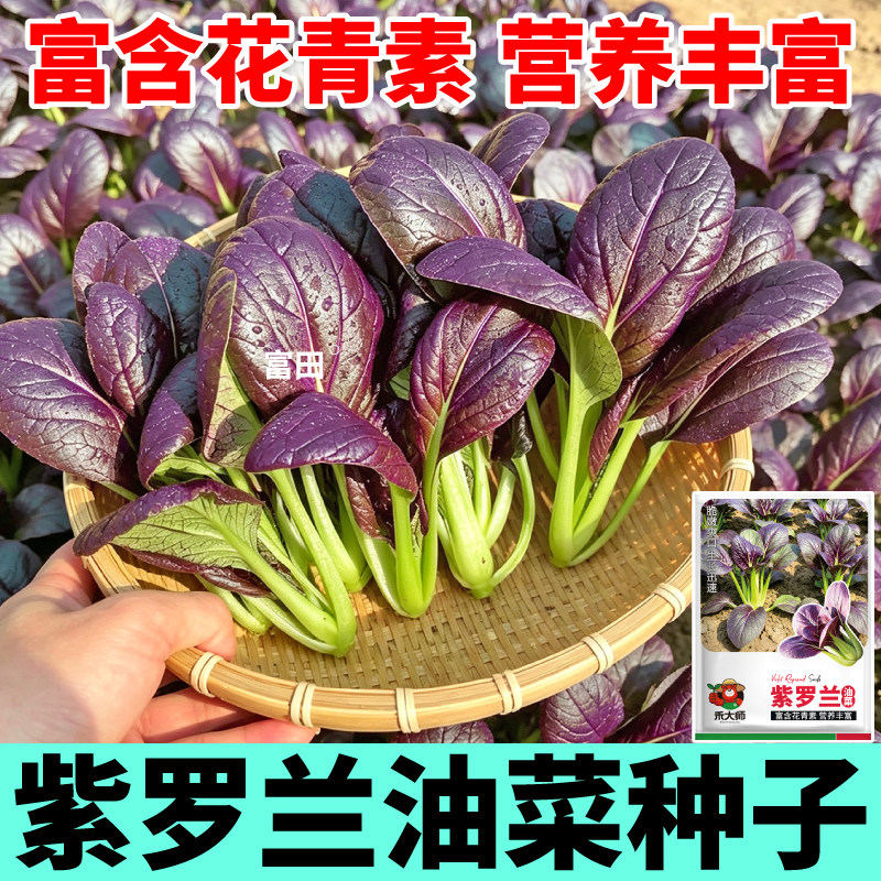 四季紫罗兰油菜种子青梗蔬菜种籽