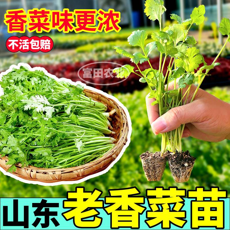 山东老香菜苗秧四季阳台小院盆栽种子穴盘苗地道老品种香菜芫荽