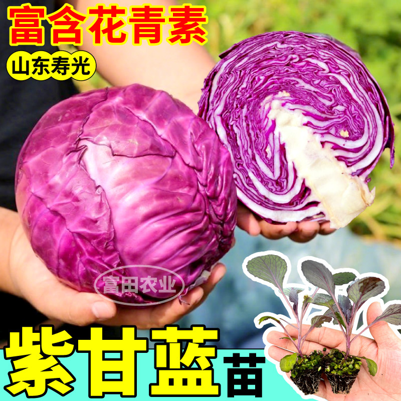 紫甘蓝苗秧四季高产紫色绿色甘蓝种子包菜大头菜结球紧阳台盆栽