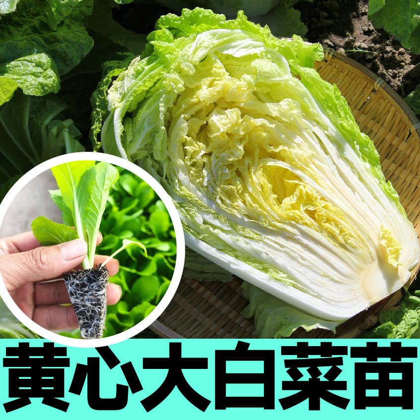 黄心大白菜苗秧蔬菜一年四季青菜种子田地高产穴盘苗根系发达山东